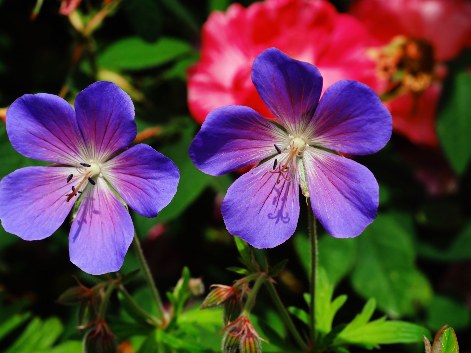 Два синих цветка журавельника в лучах солнца