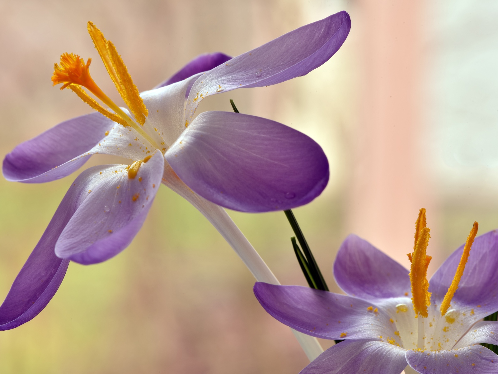 Два сиреневых крокуса с желтой серединой 