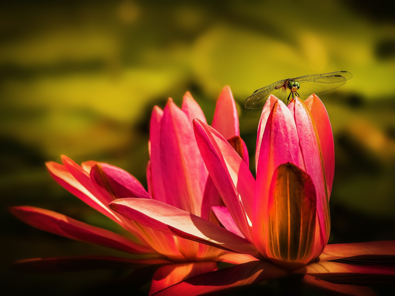 Два цветка розового лотоса со стрекозой 