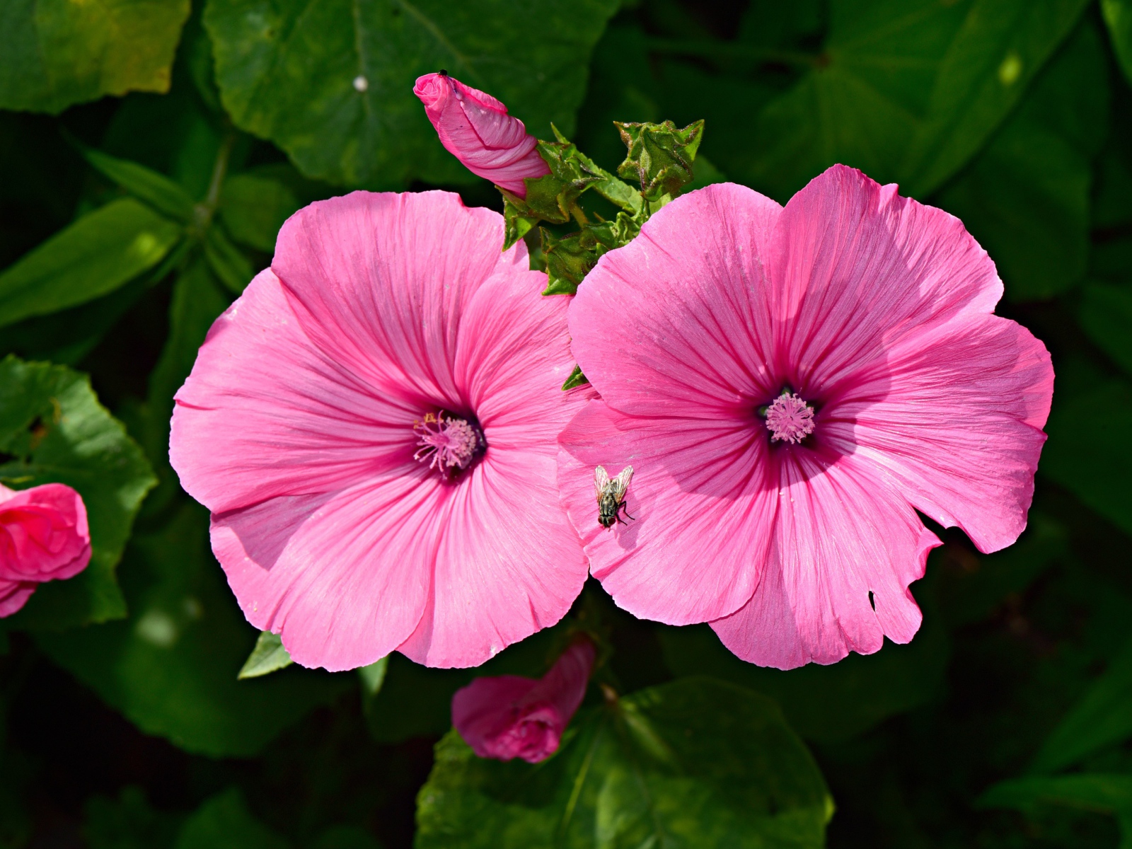 Два розовых цветка мальвы с бутонами в саду 