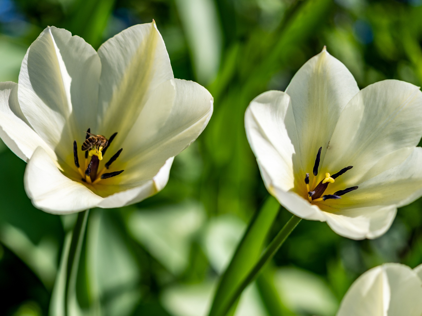 Два белых тюльпана крупным планом на клумбе 