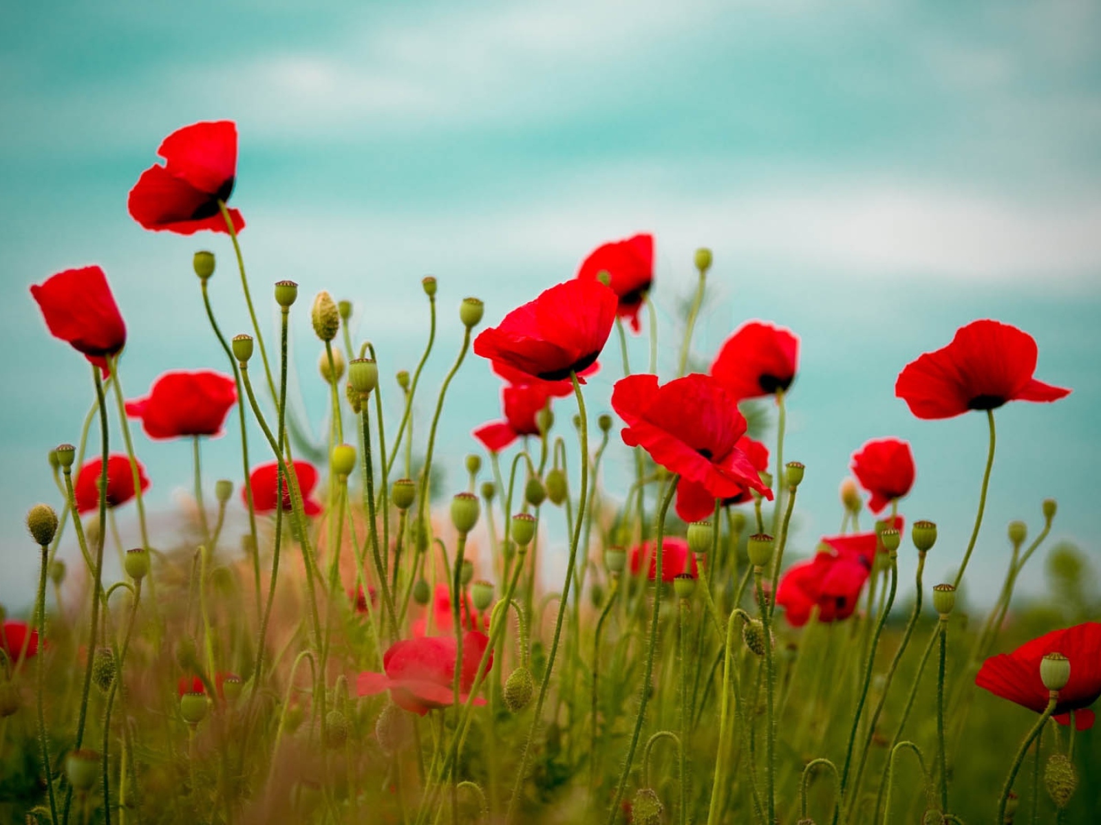 Пестрые красные маки на поле вечером