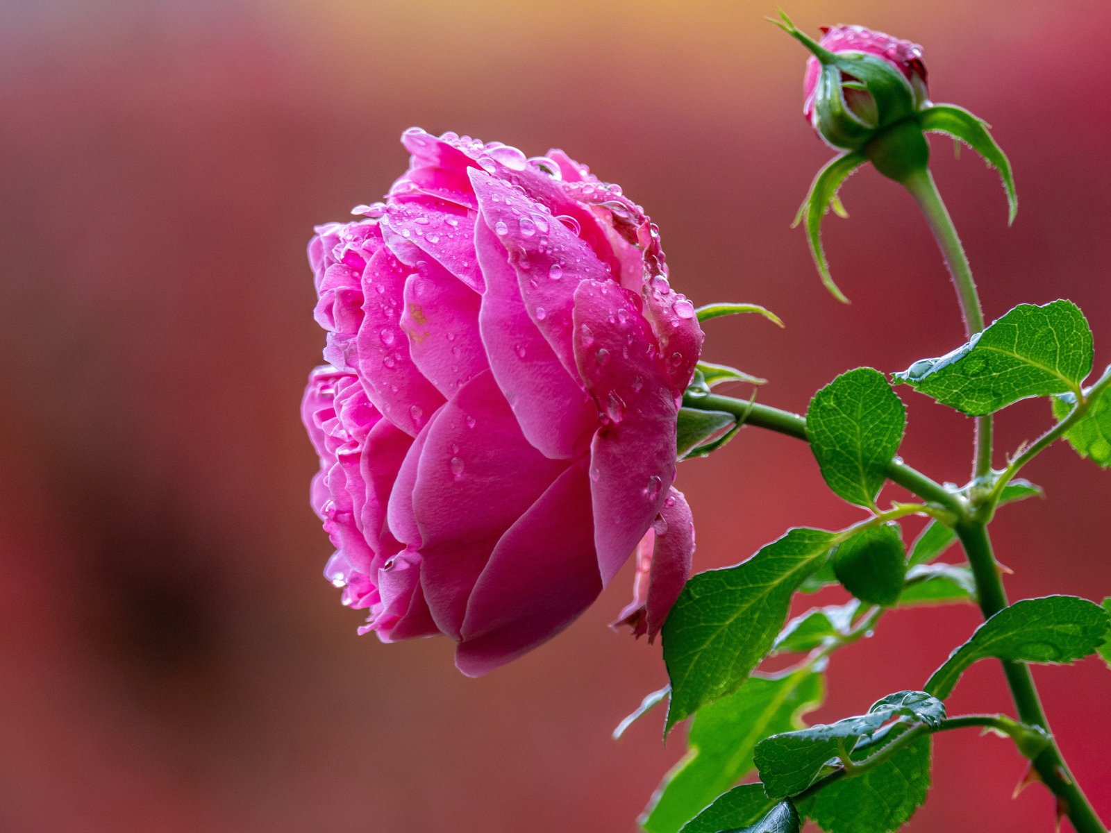 Мокрая розовая роза с бутоном крупным планом 