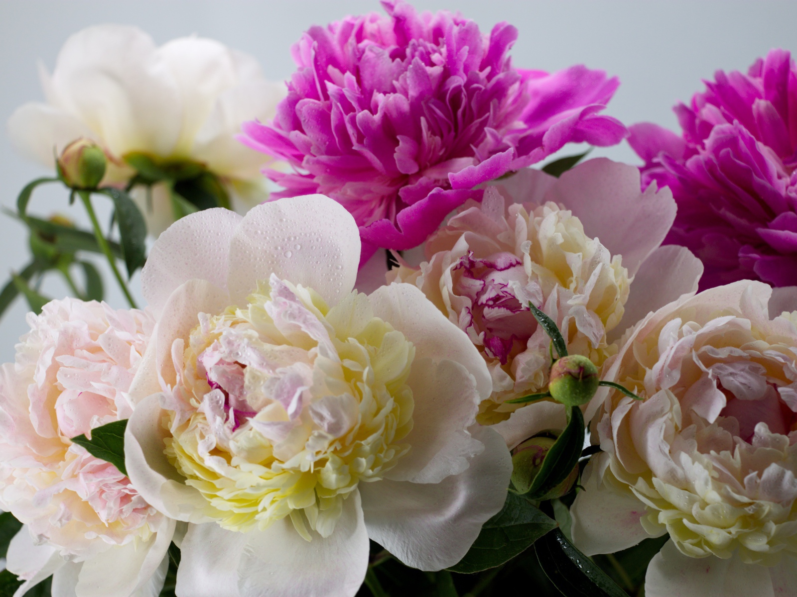 Белые и розовые цветы пиона крупным планом