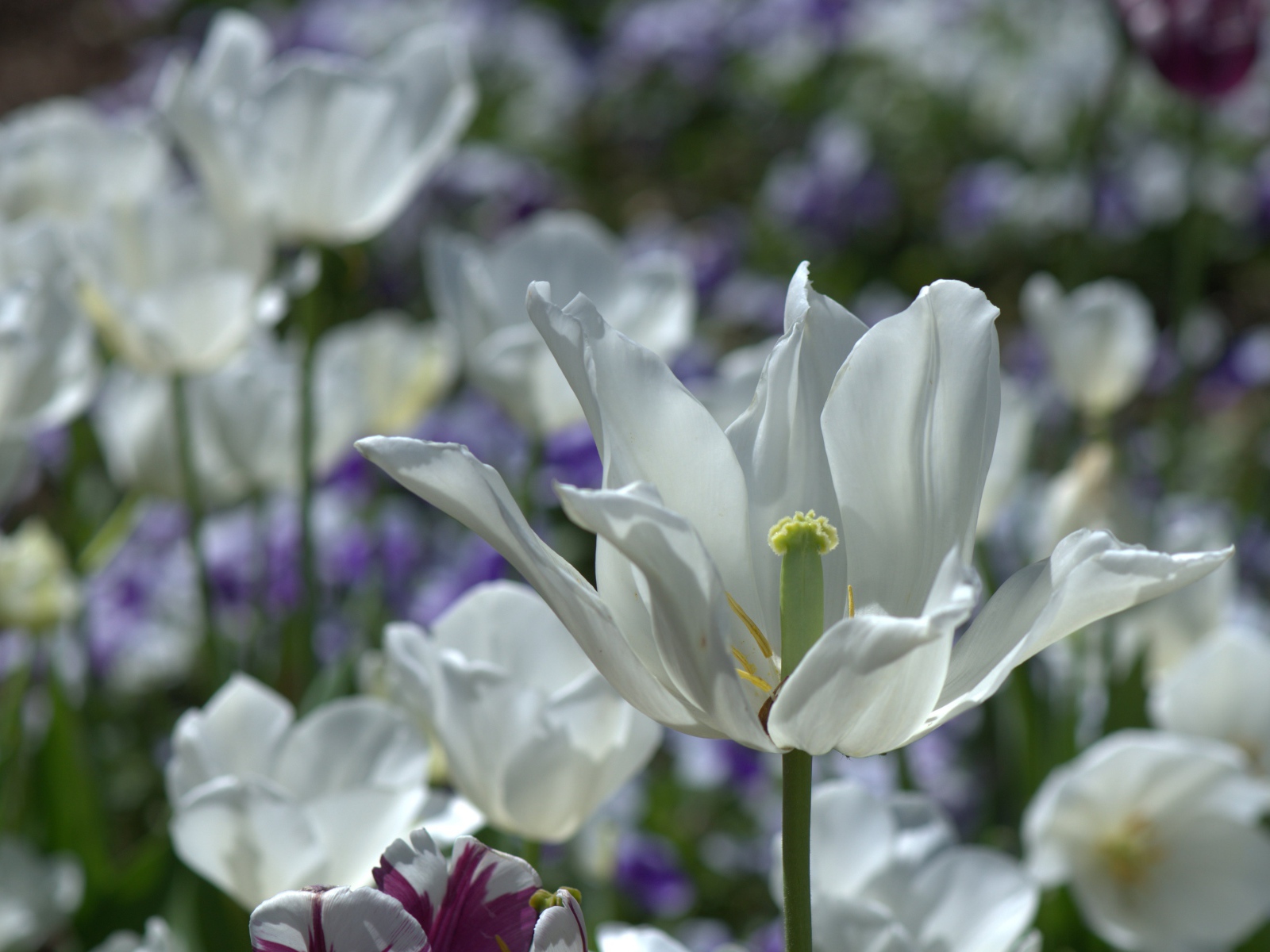 Белый распустившийся тюльпан в лучах солнца