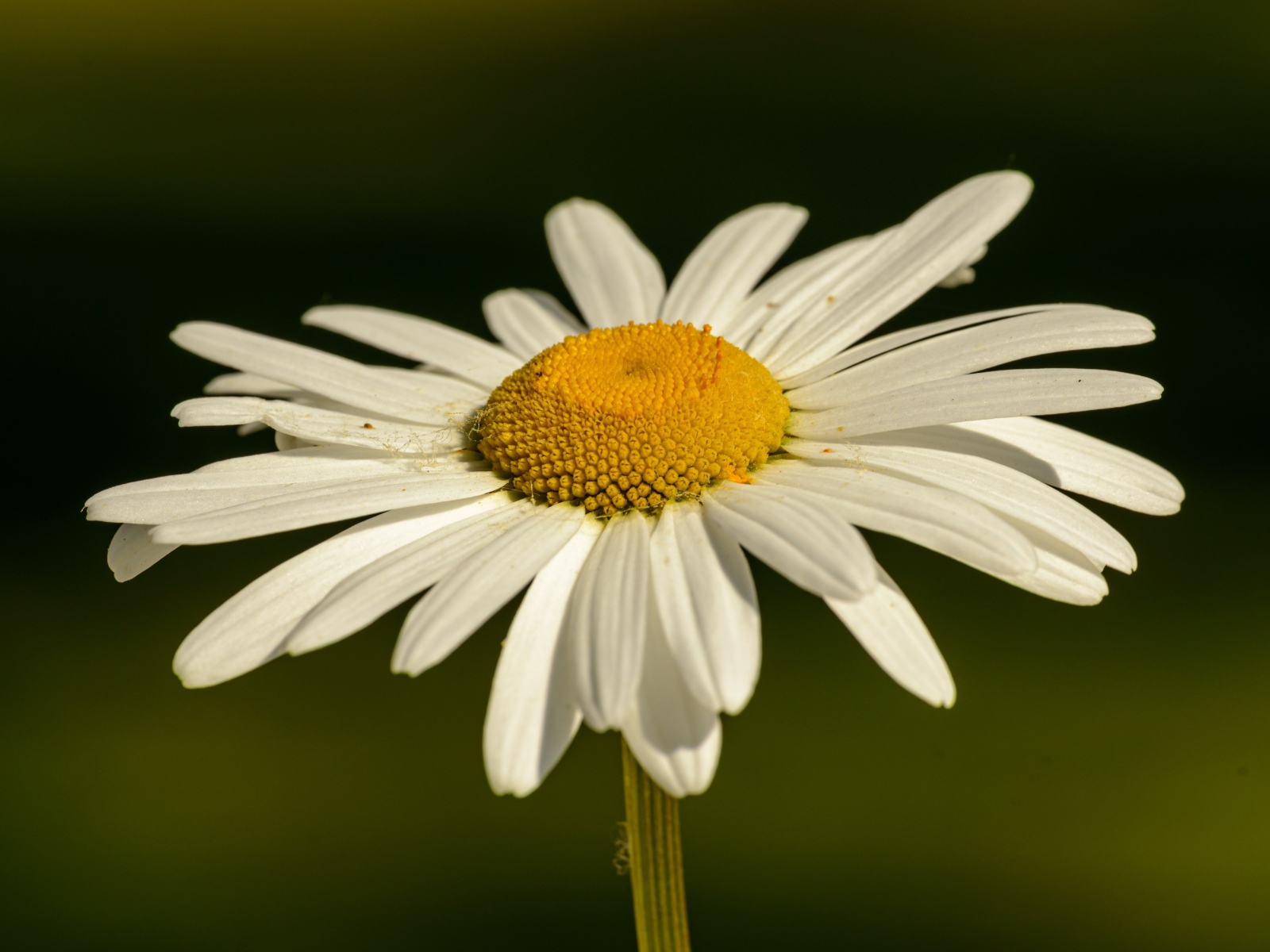Белая ромашка с желтой серединкой в лучах солнца крупным планом