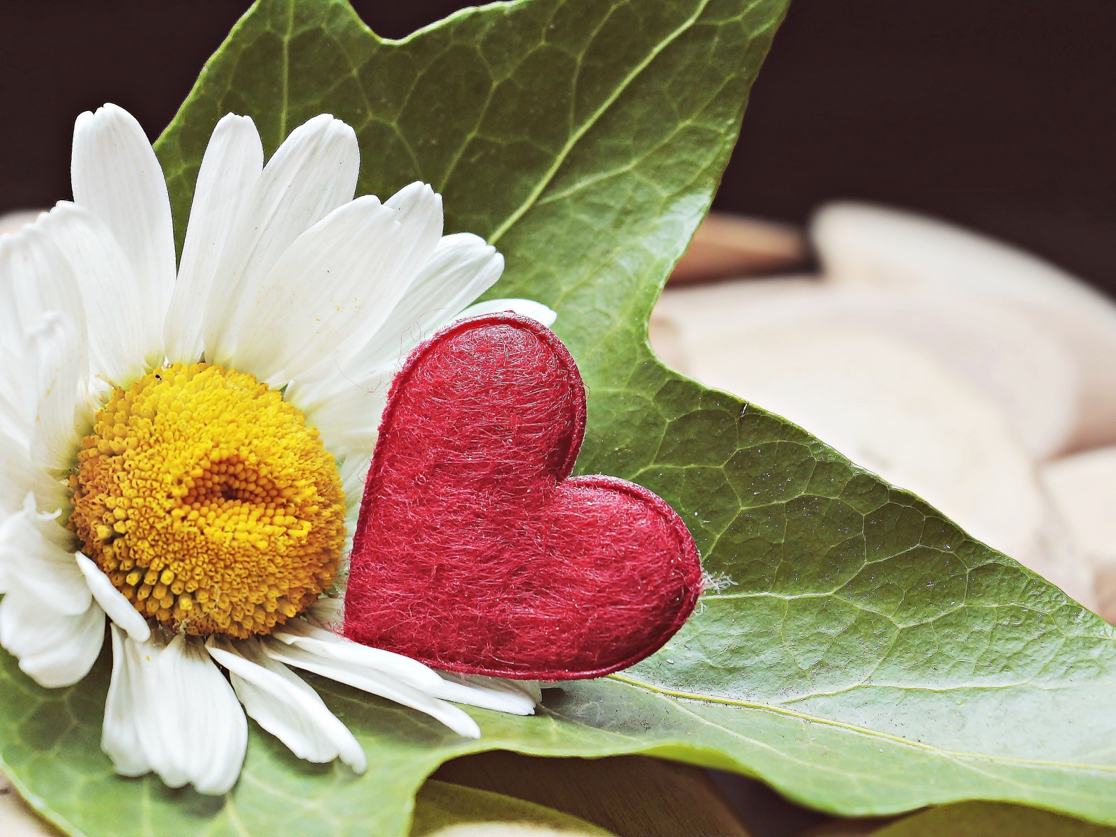 Белая ромашка с красным сердцем на листе