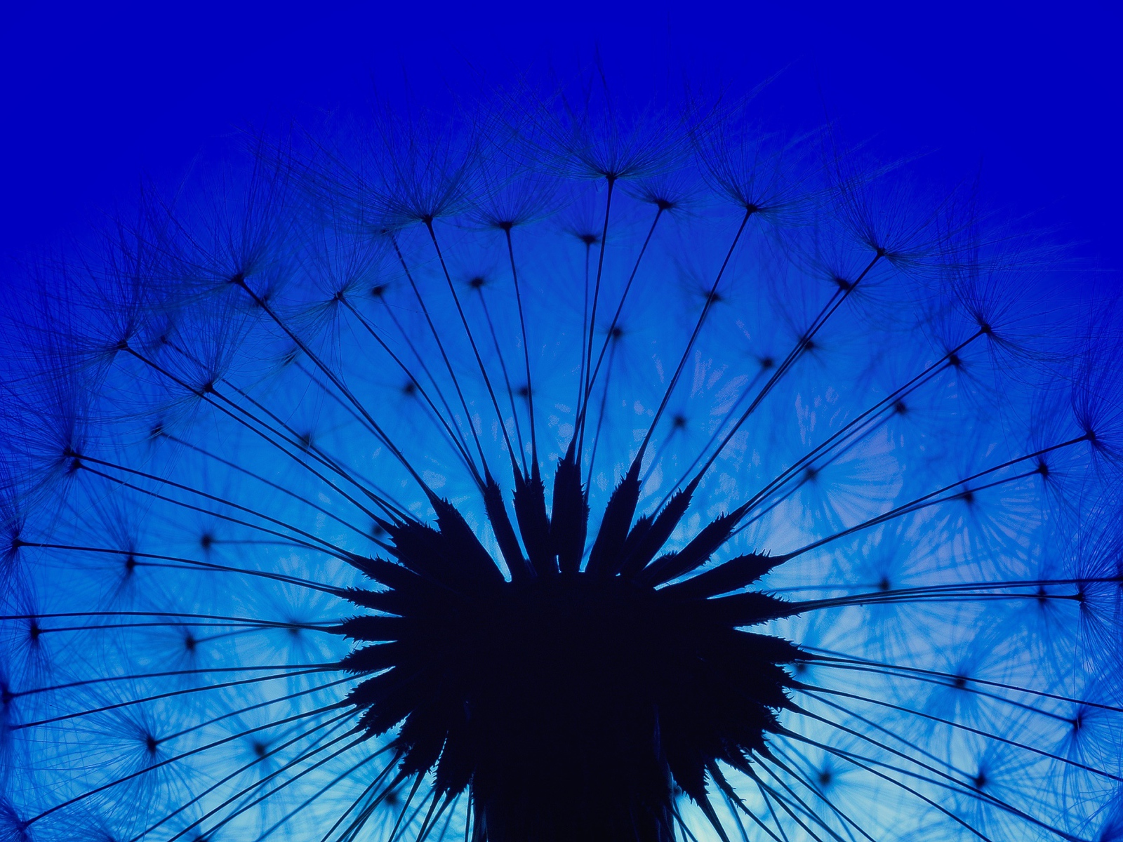 Белый одуванчик на фоне голубого неба в сумерках