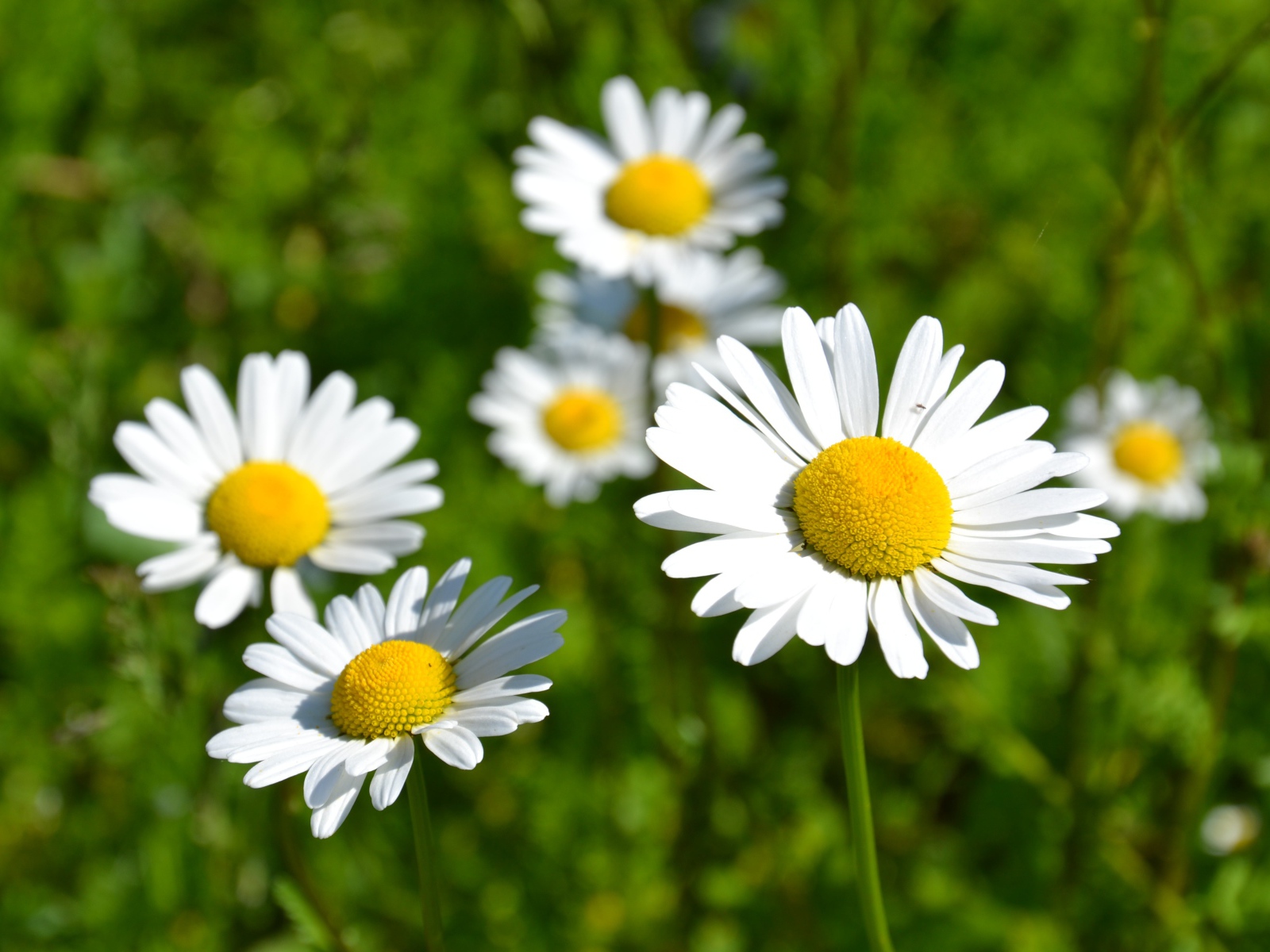 Белые нежные цветы ромашки в лучах солнца 