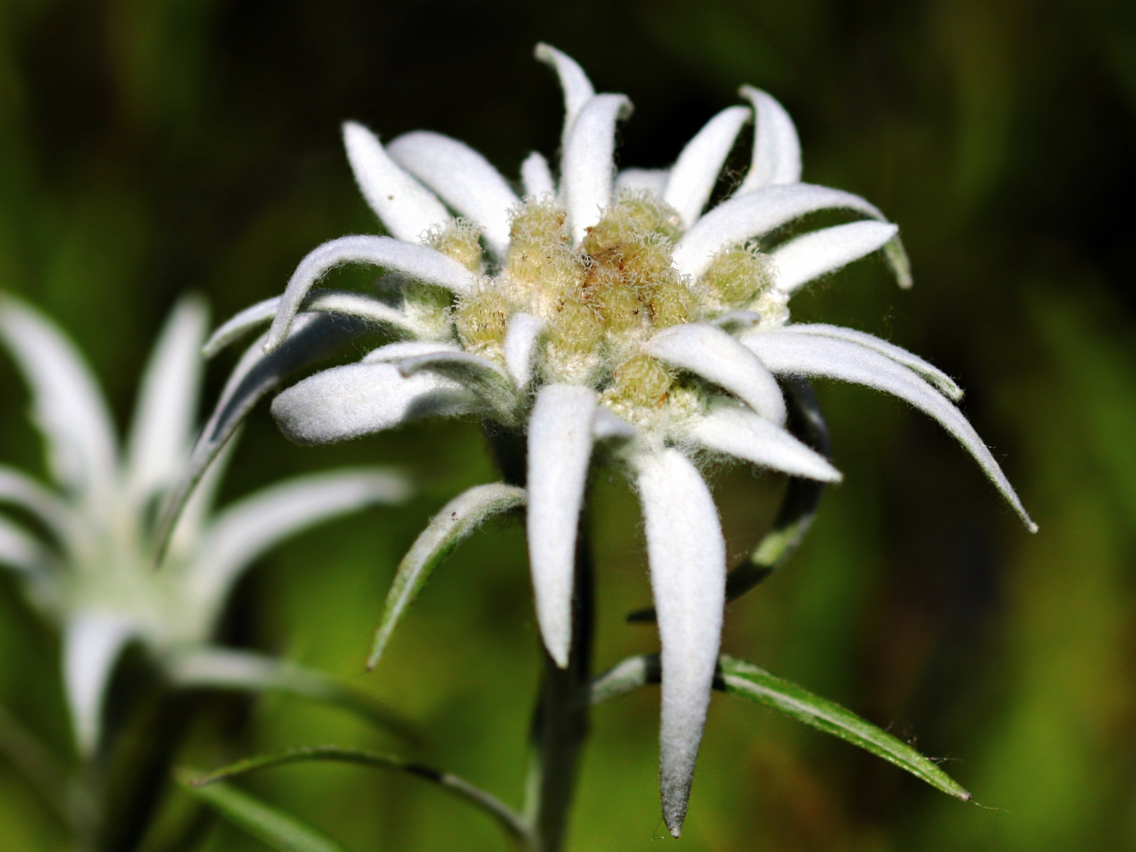 Белые цветы эдельвейса крупным планом 