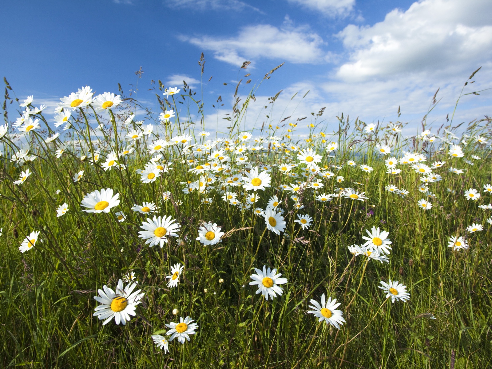 Белые полевые ромашки с колосками на поле под голубым небом 