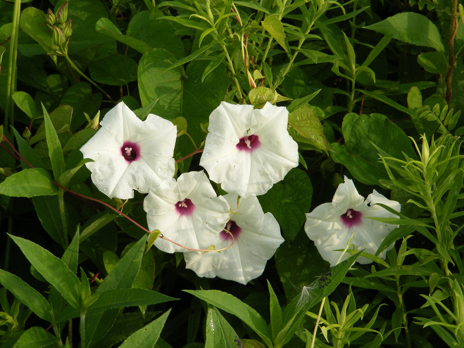 Белые цветы ипомеи в зеленых листьях 