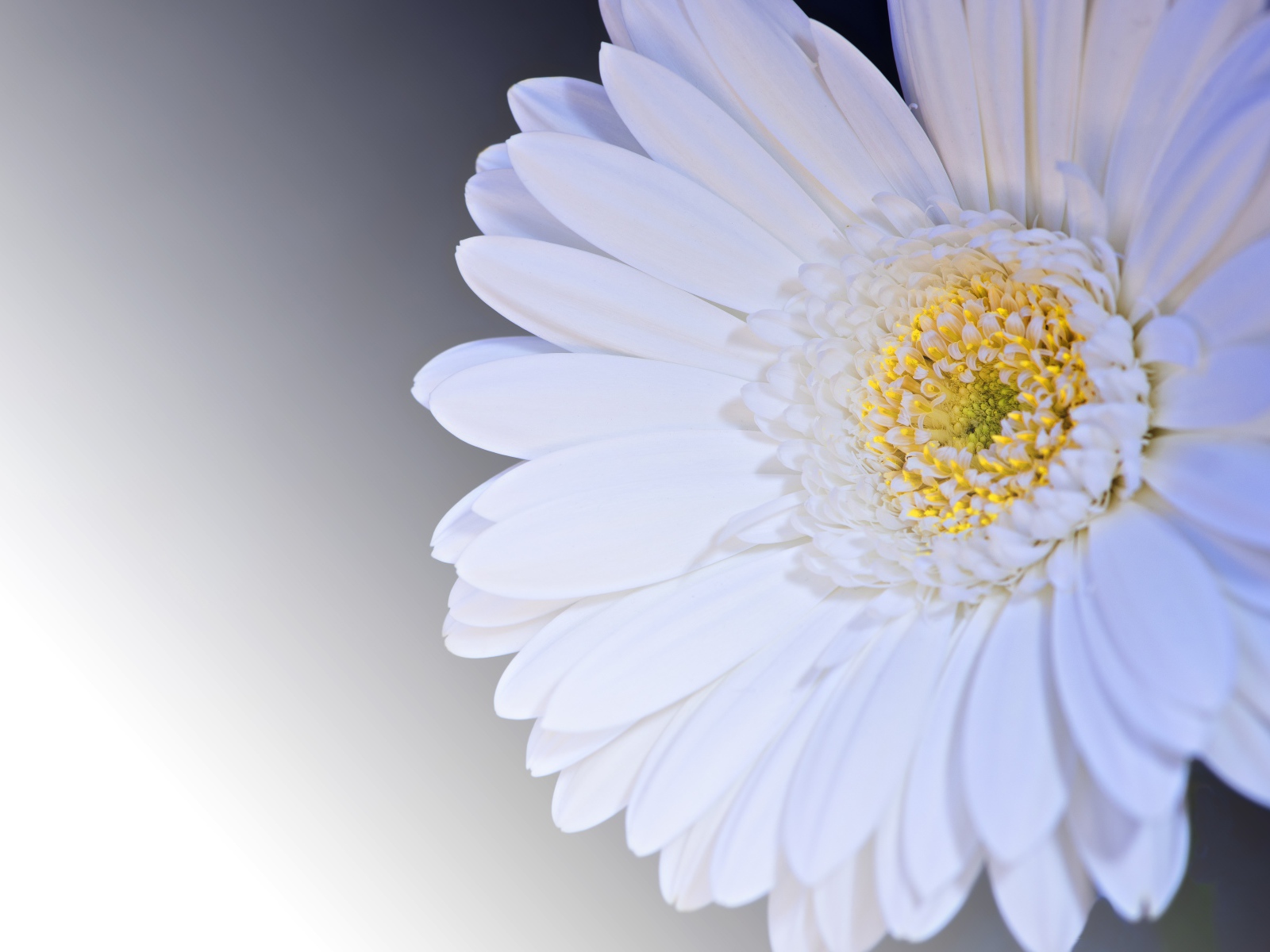 Белый цветок гербера на сером фоне крупным планом