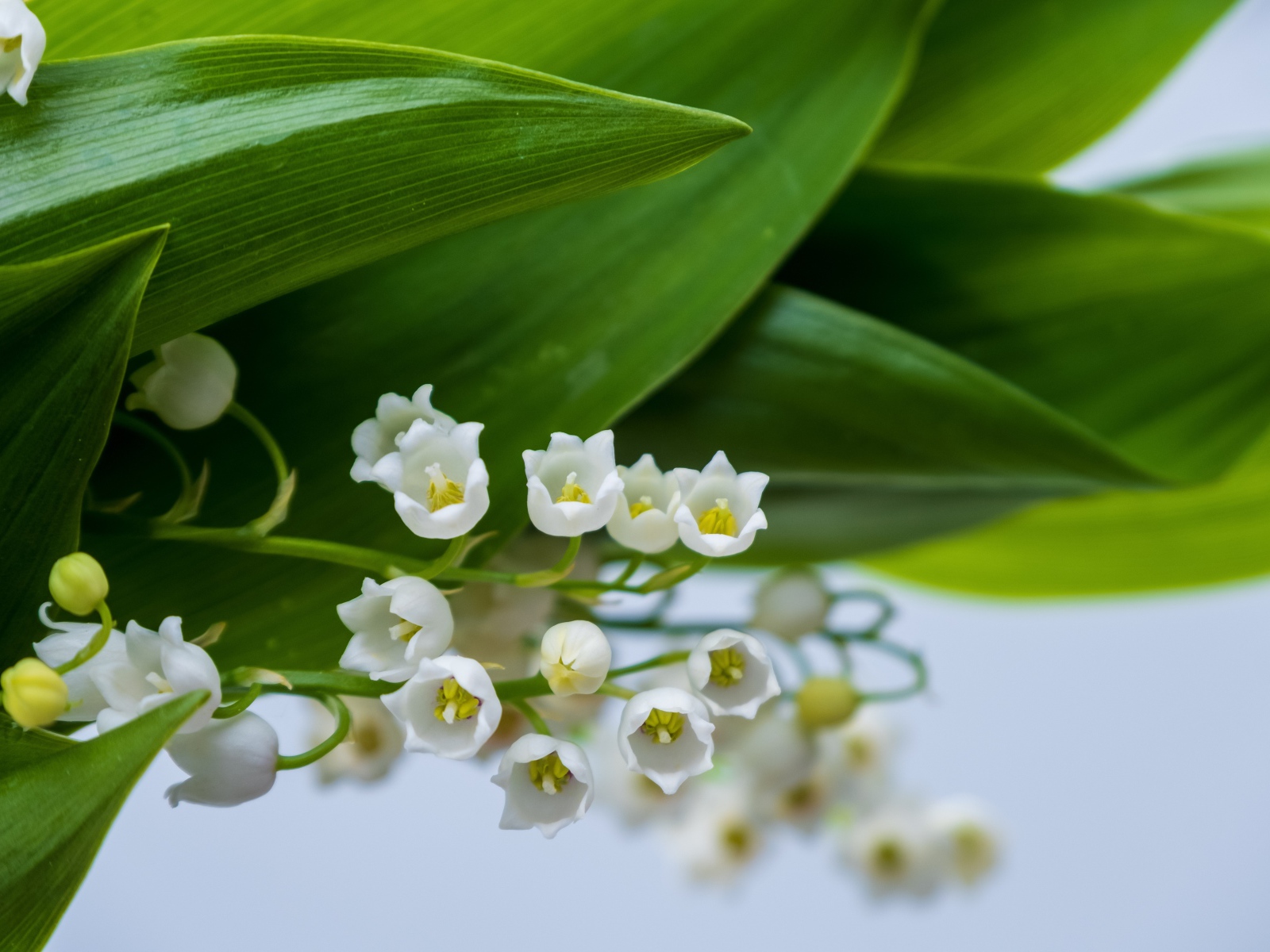 Белые цветы ландыша с зелеными листьями