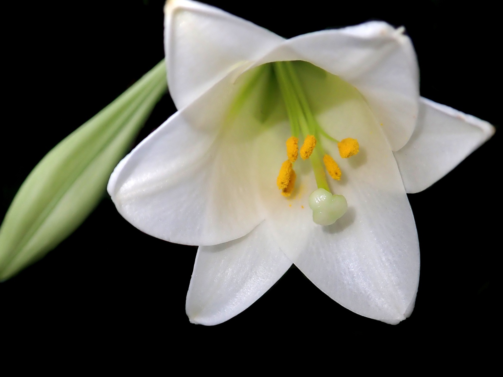 Белая лилия с бутоном на черном фоне