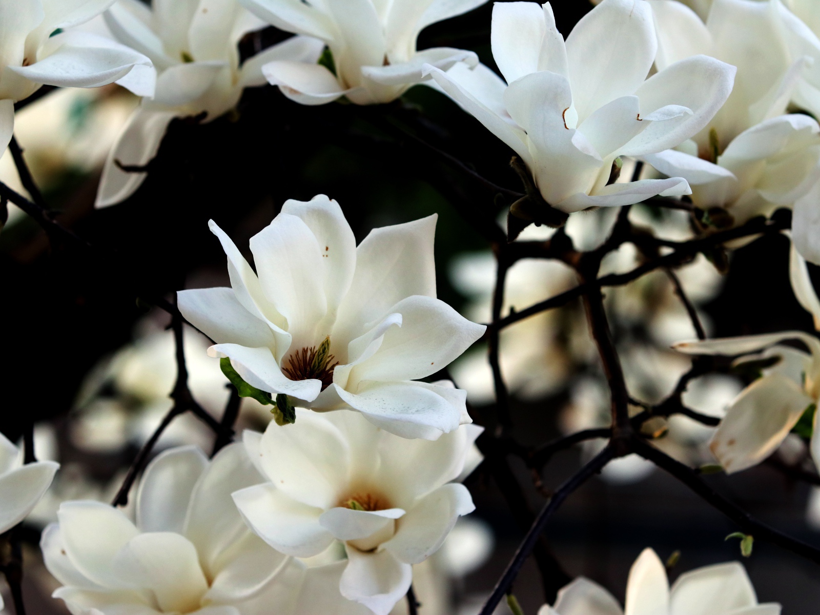 Белые цветы магнолии на ветках 