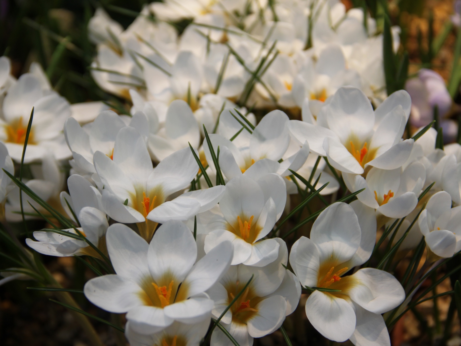 Белые маленькие цветы крокусы с зелеными листьями