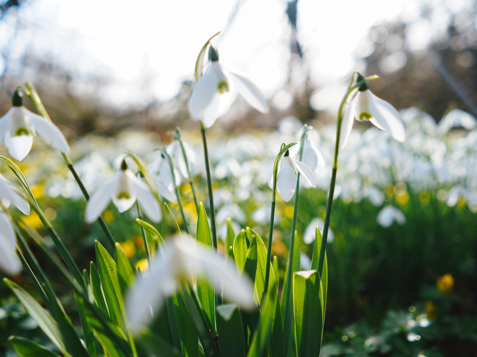 Белые цветы подснежника на поле 
