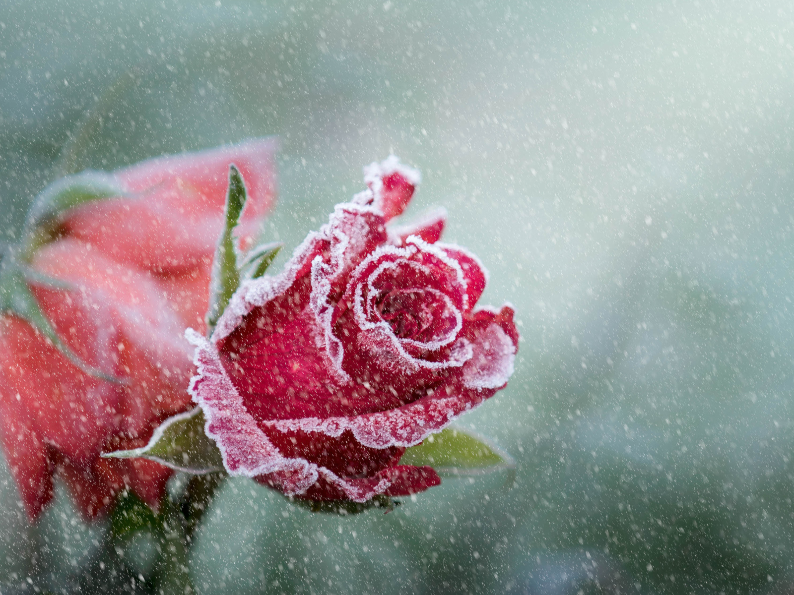 Покрытая инеем красная роза зимой