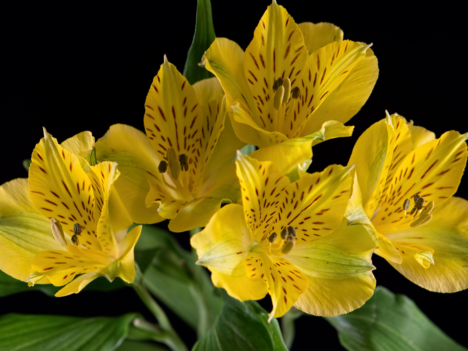 Желтые цветы альстромерии на черном фоне