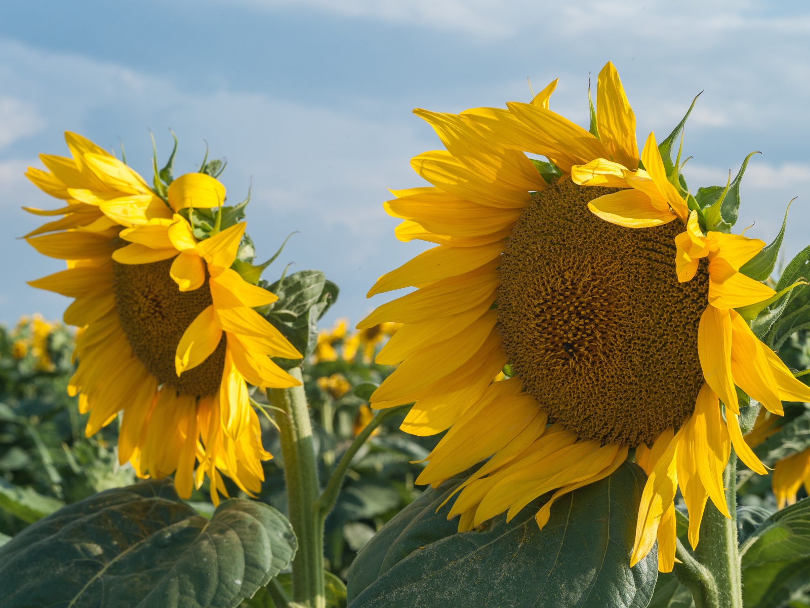Желтые большие цветы подсолнуха на поле