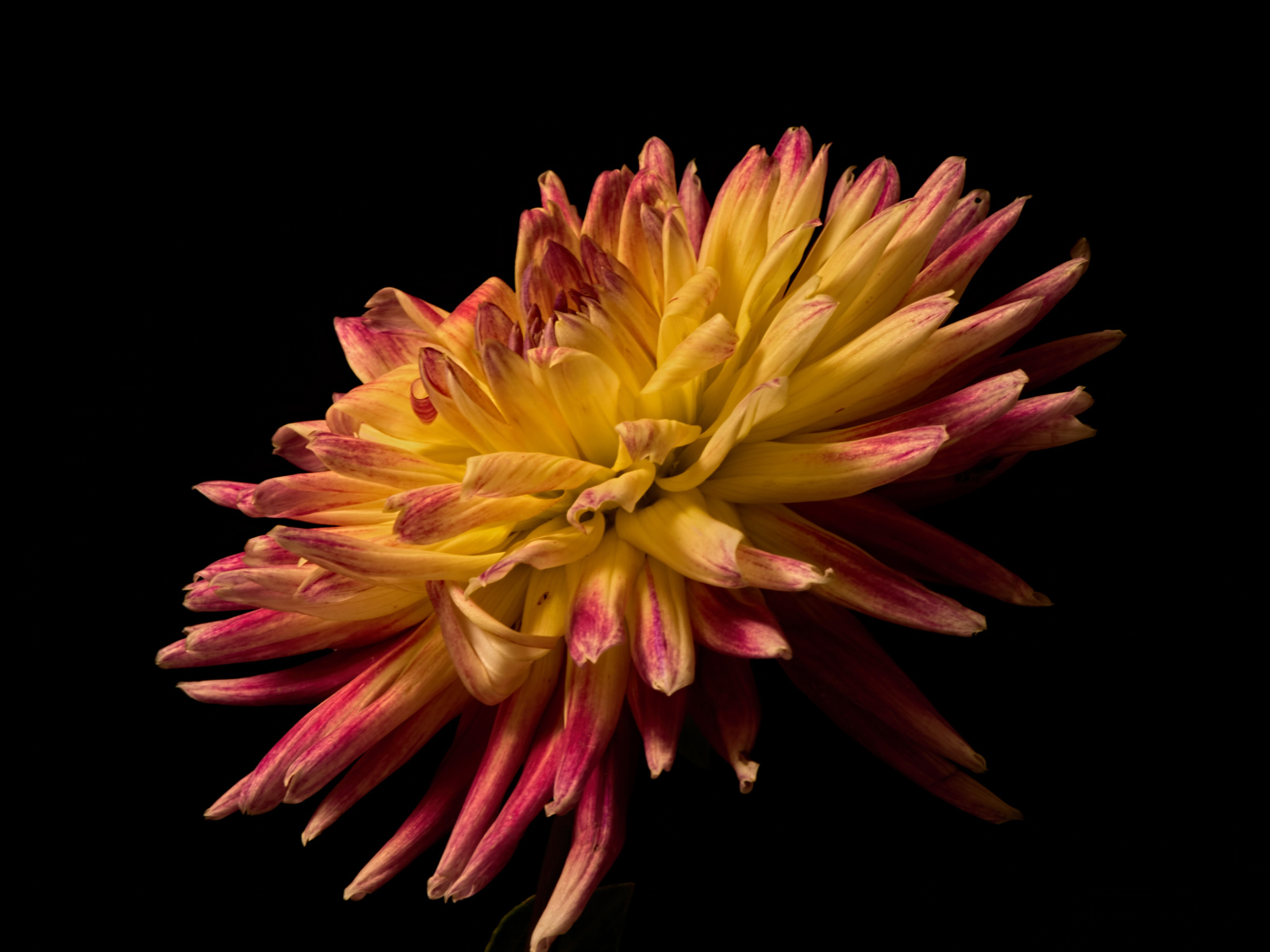 Желтая георгина с розовыми концами на лепестках на черном фоне