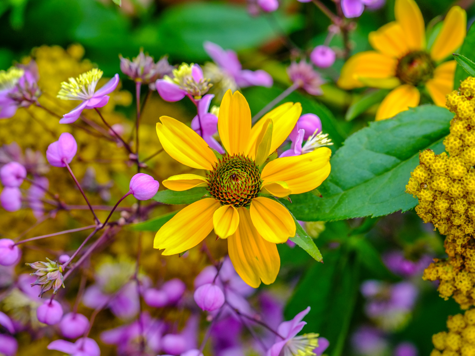 Желтый цветок на клумбе с розовыми цветами