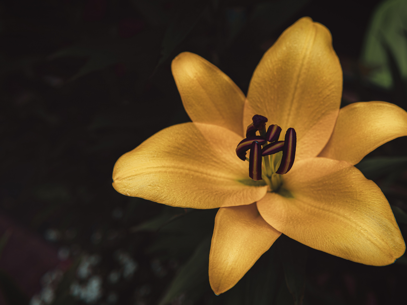 Желтая лилия крупным планом на клумбе 