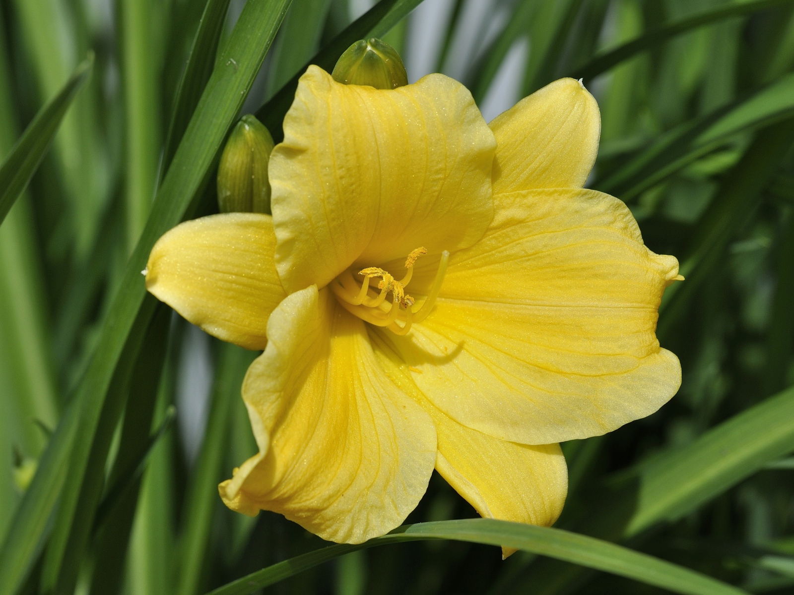 Желтый цветок лилии с бутонами в зеленых листьях 