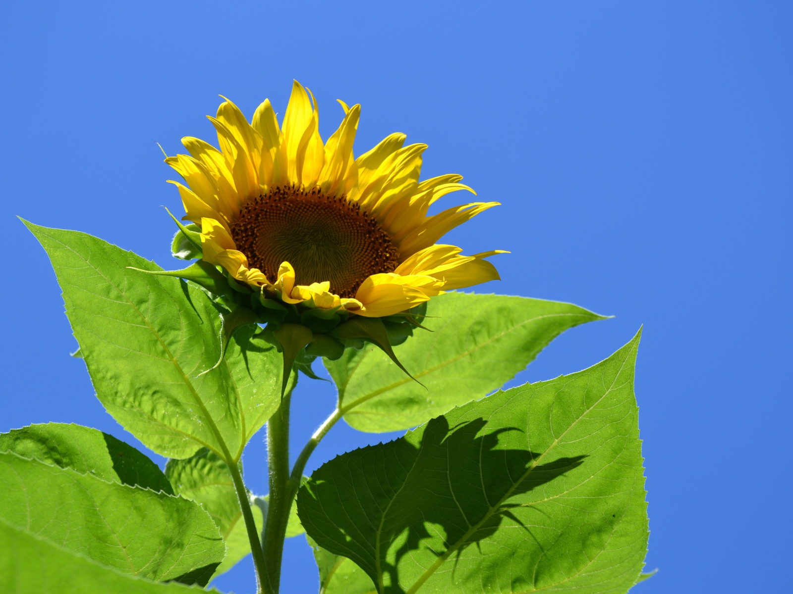 Желтый цветок подсолнуха в лучах солнца на фоне голубого неба