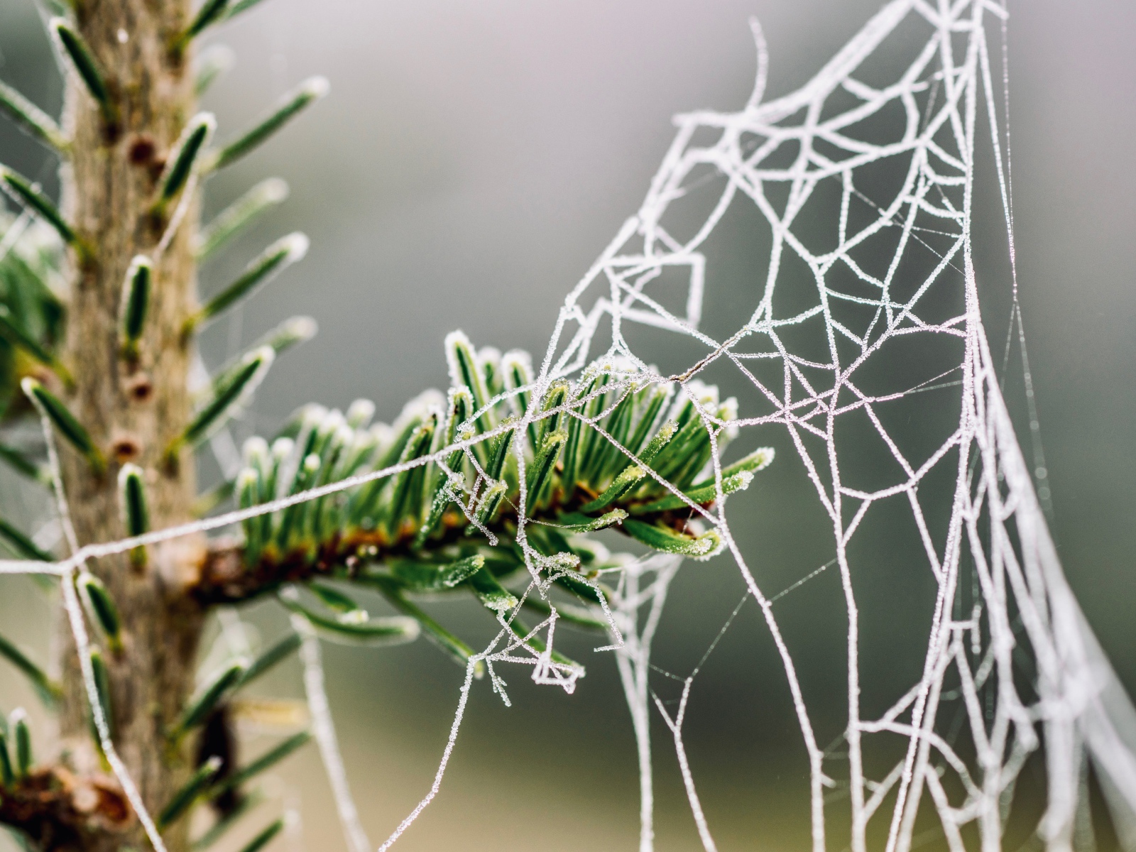 Покрытая инеем паутина на зеленой ветке ели