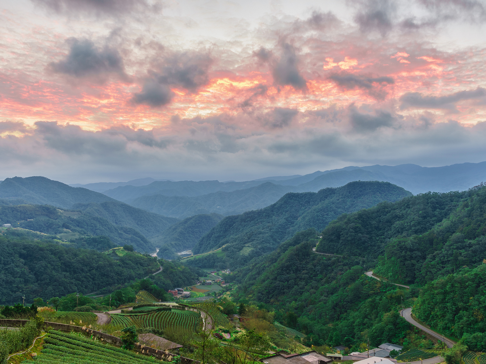 Зеленые заросли леса под красивым небом на закате 