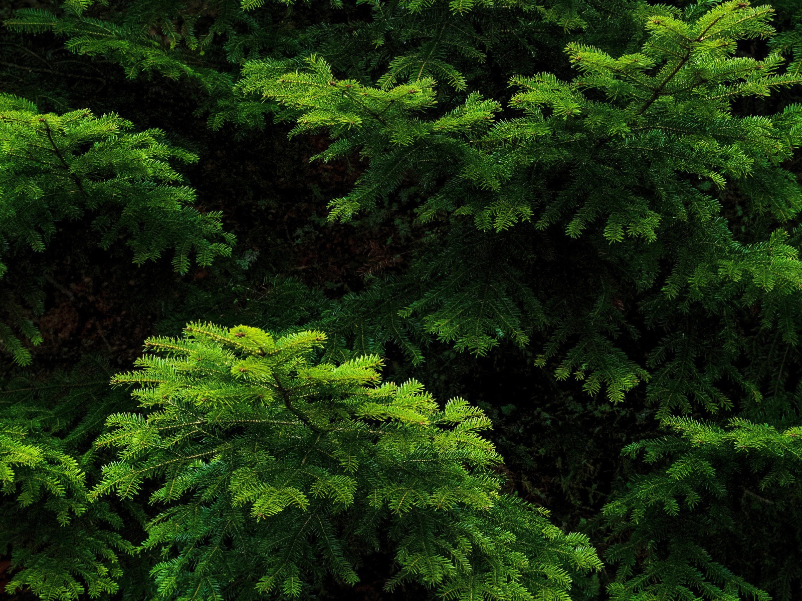 Зеленые еловые ветки крупным планом