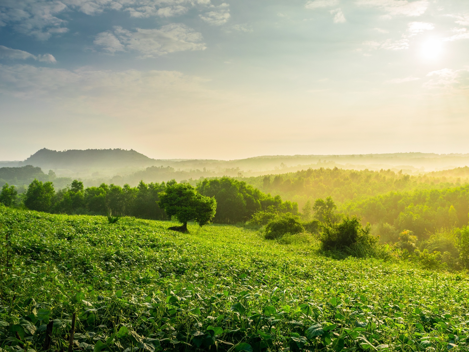 Туман окутал зеленые заросли леса на рассвете