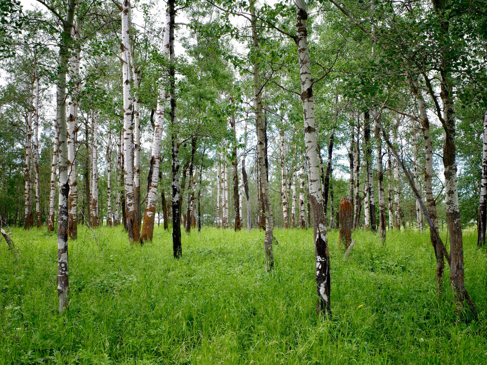 Стройные белые березы с зеленой травой