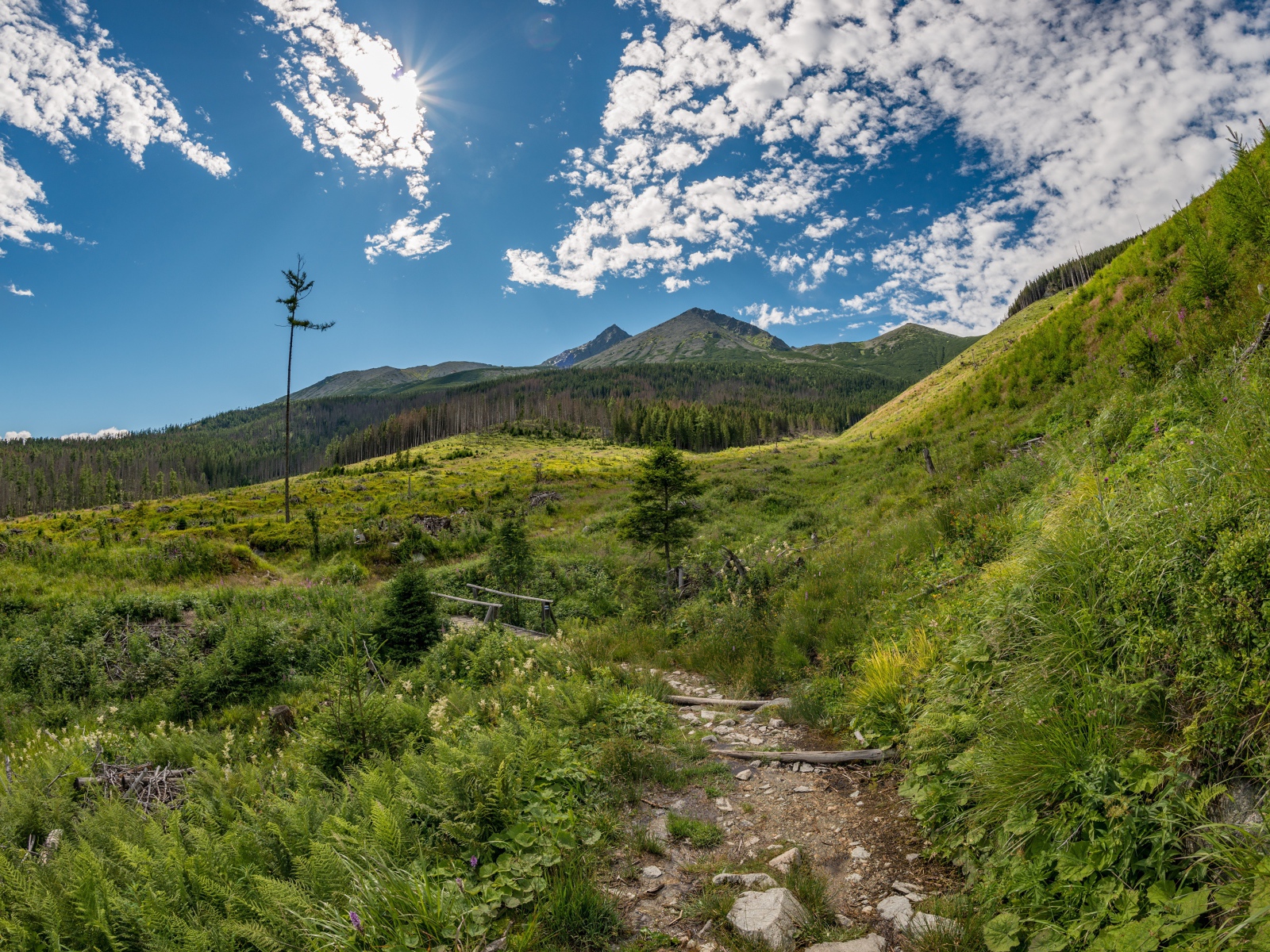 Красивая зеленая природа у гор под голубым небом