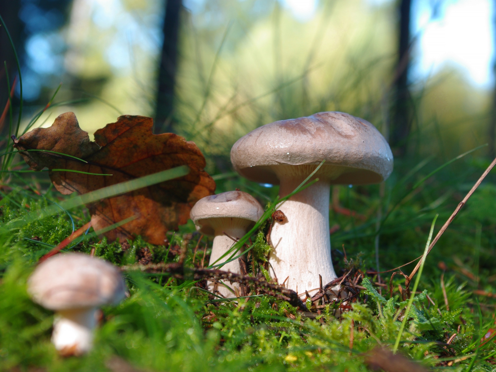 Красивые лесные грибы на покрытой мхом земле 