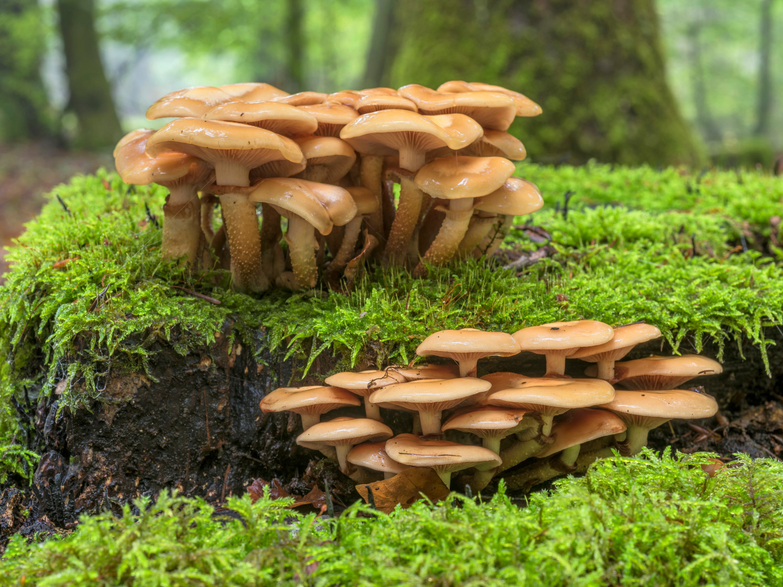 Лесные грибы на покрытой мхом земле