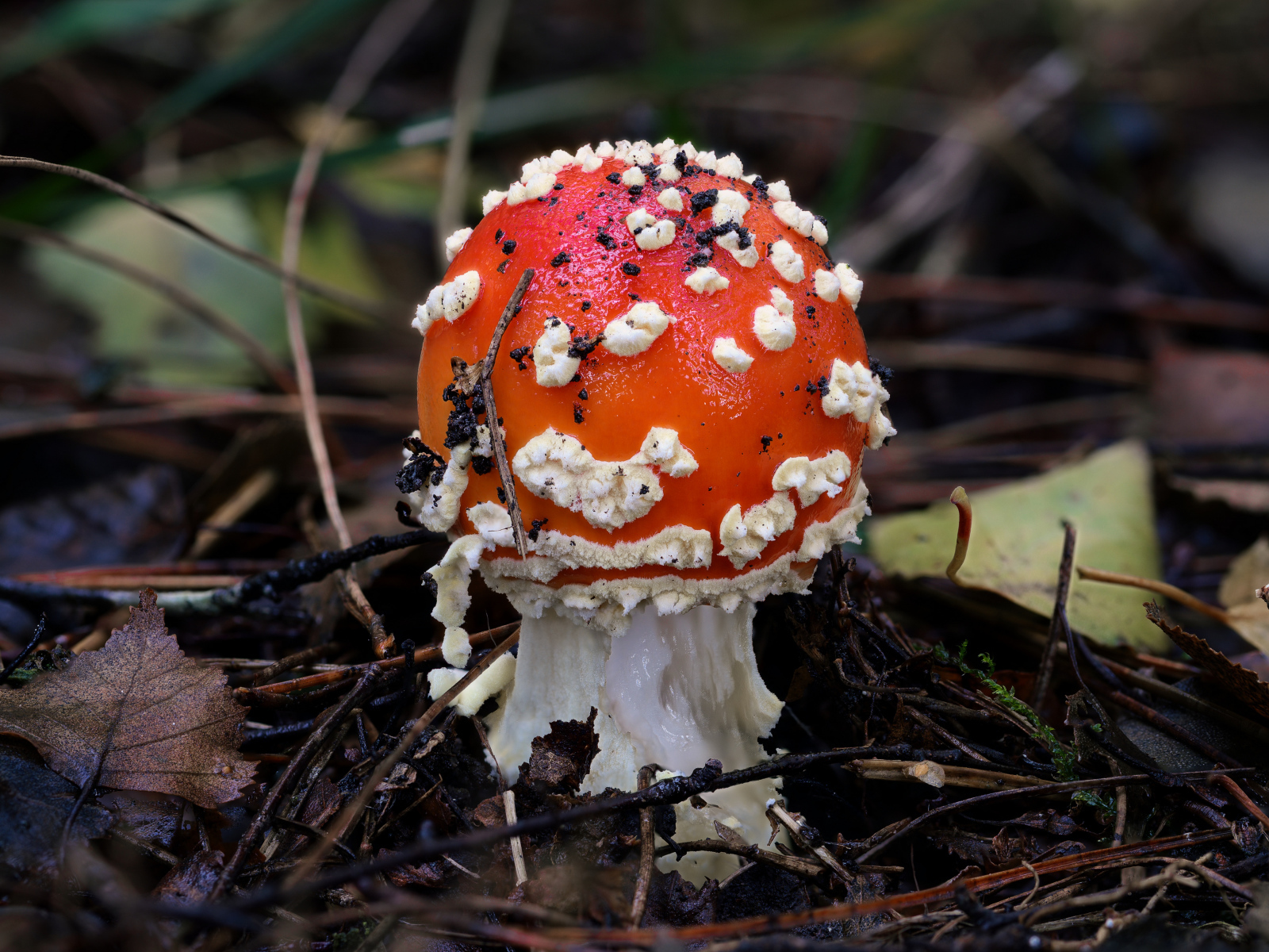 Маленький мухомор в лесу