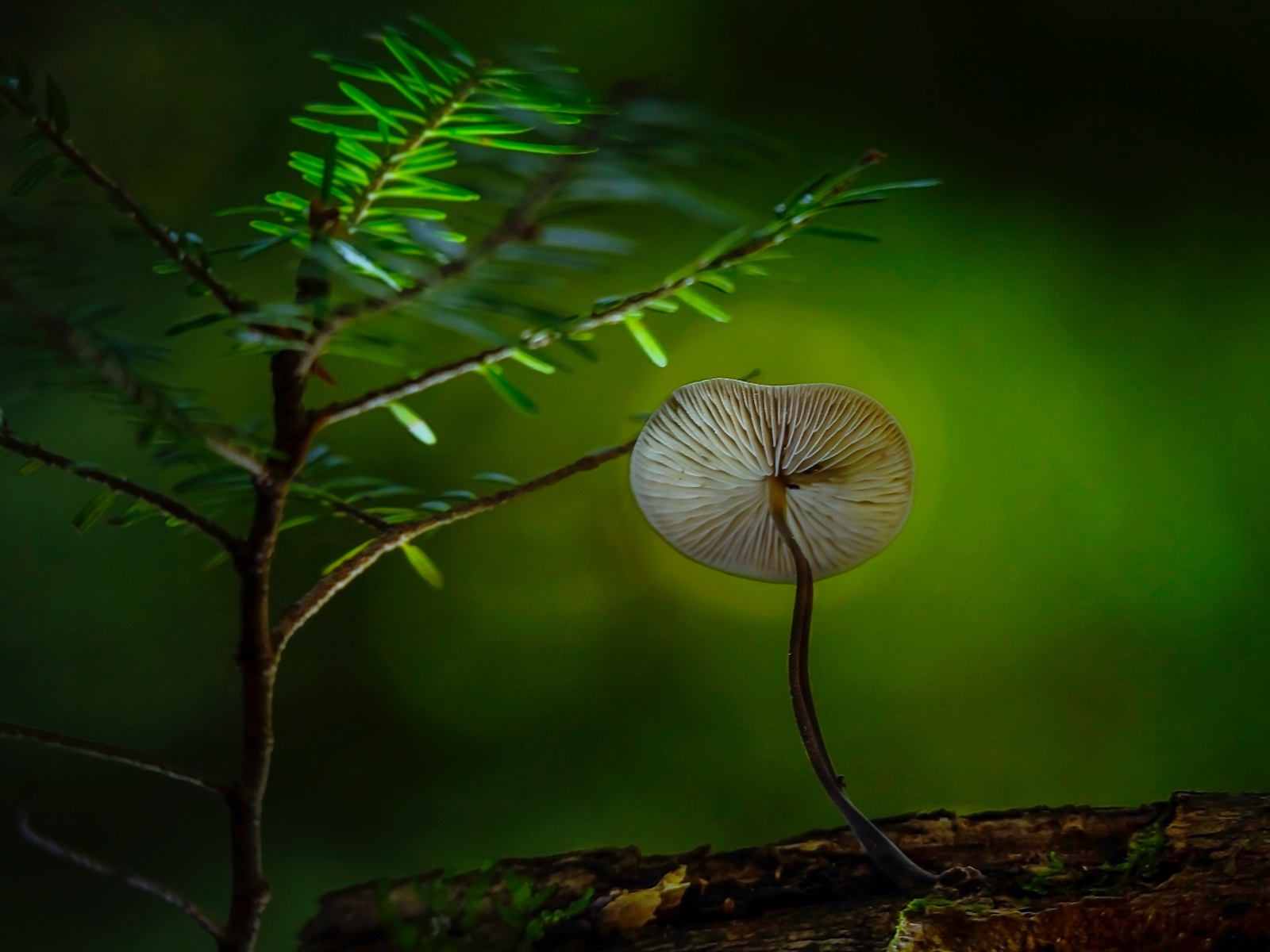 Маленький гриб поганка растет на сухом дереве 