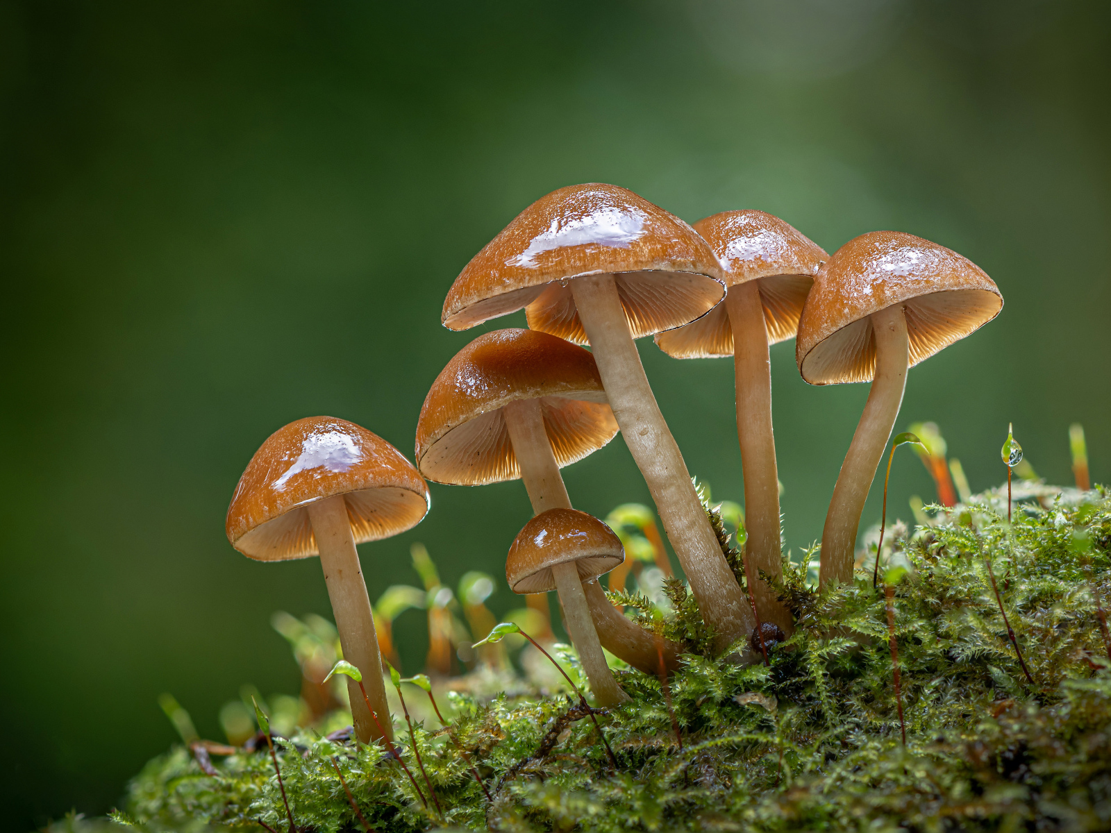 Маленькие грибы поганки на покрытой мхом земле 