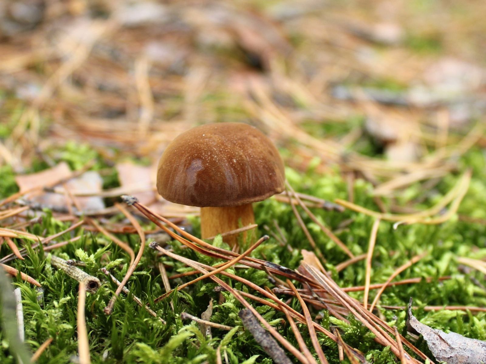 Mushroom grows on grass covered with green moss.