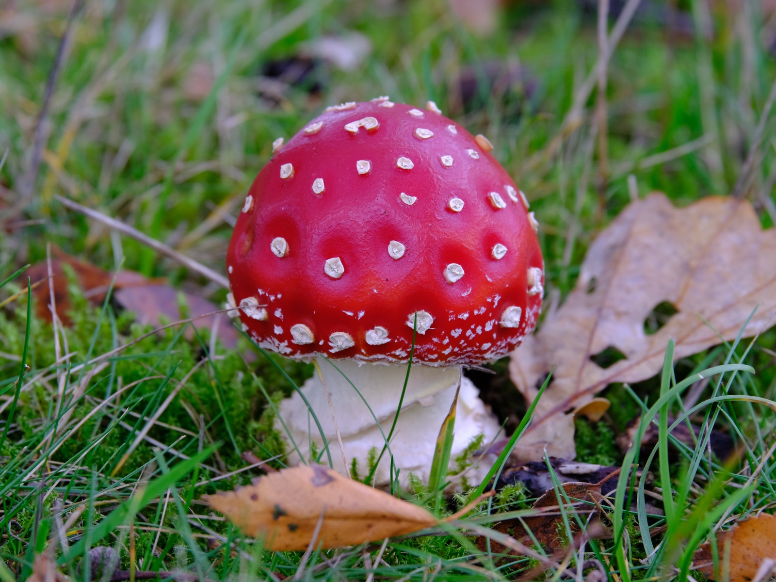 Красный мухомор в зеленой траве с сухими листьями