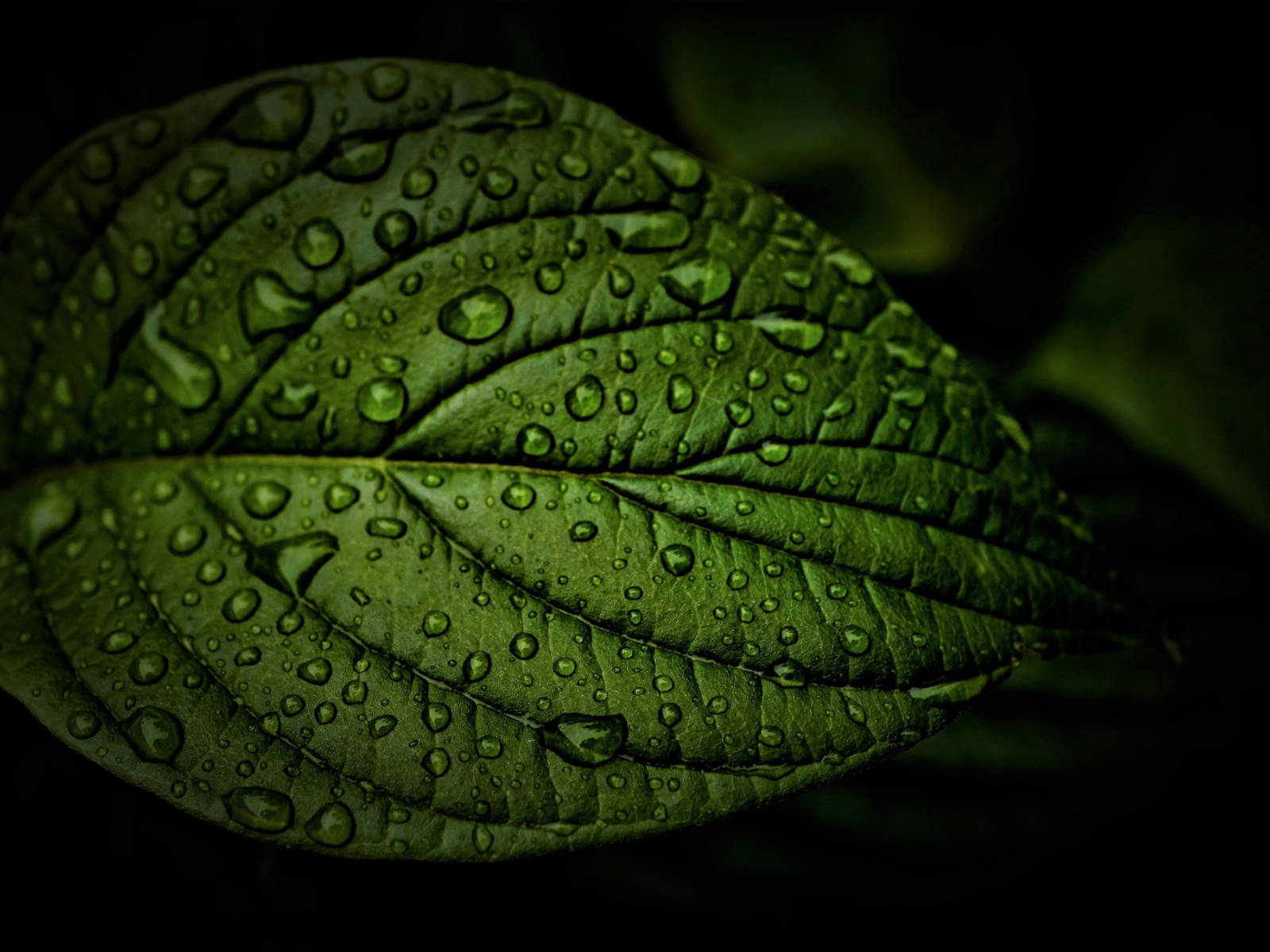 Зеленый лист в каплях воды крупным планом