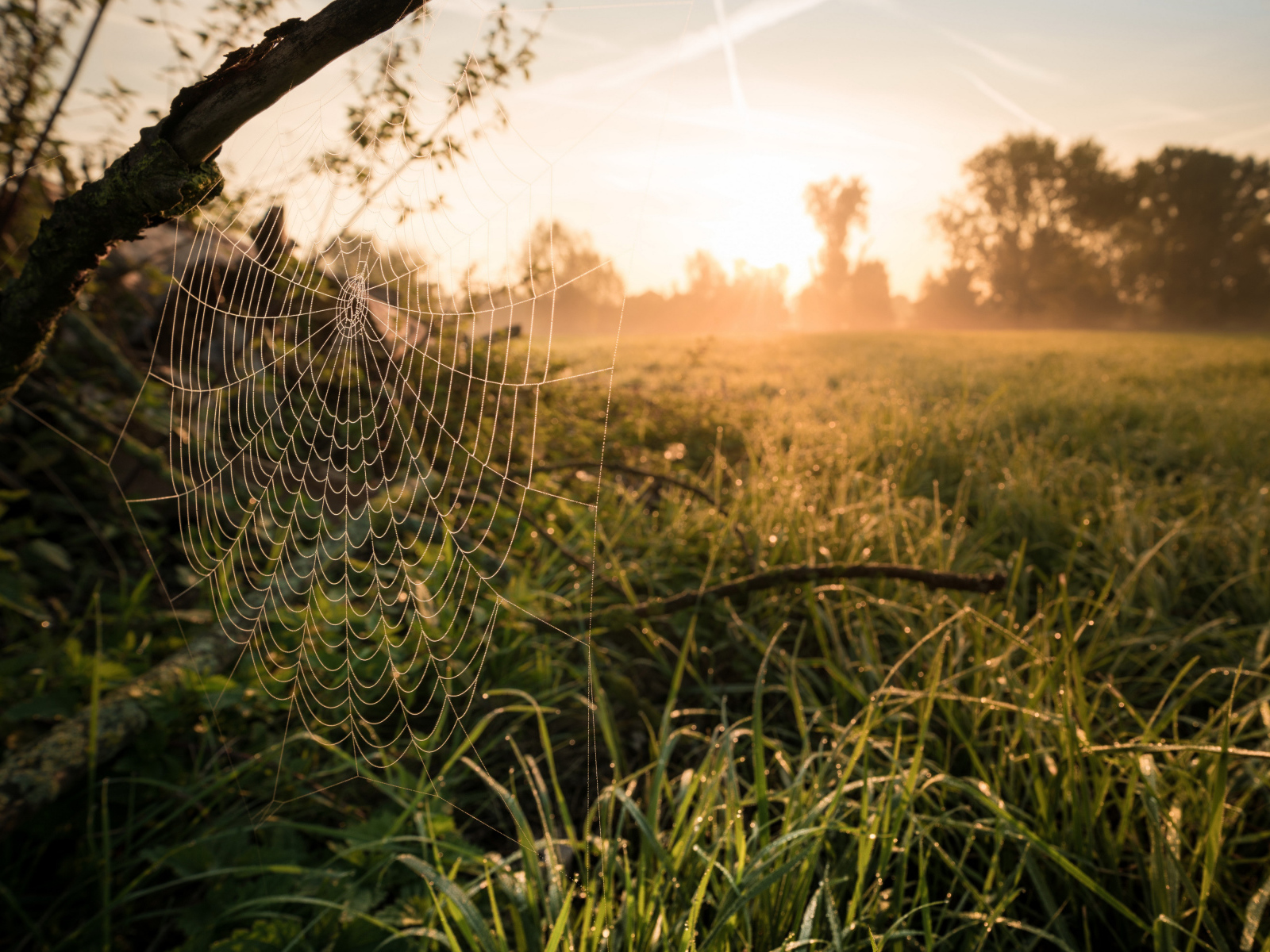 Кружевная паутина на дереве в лучах солнца