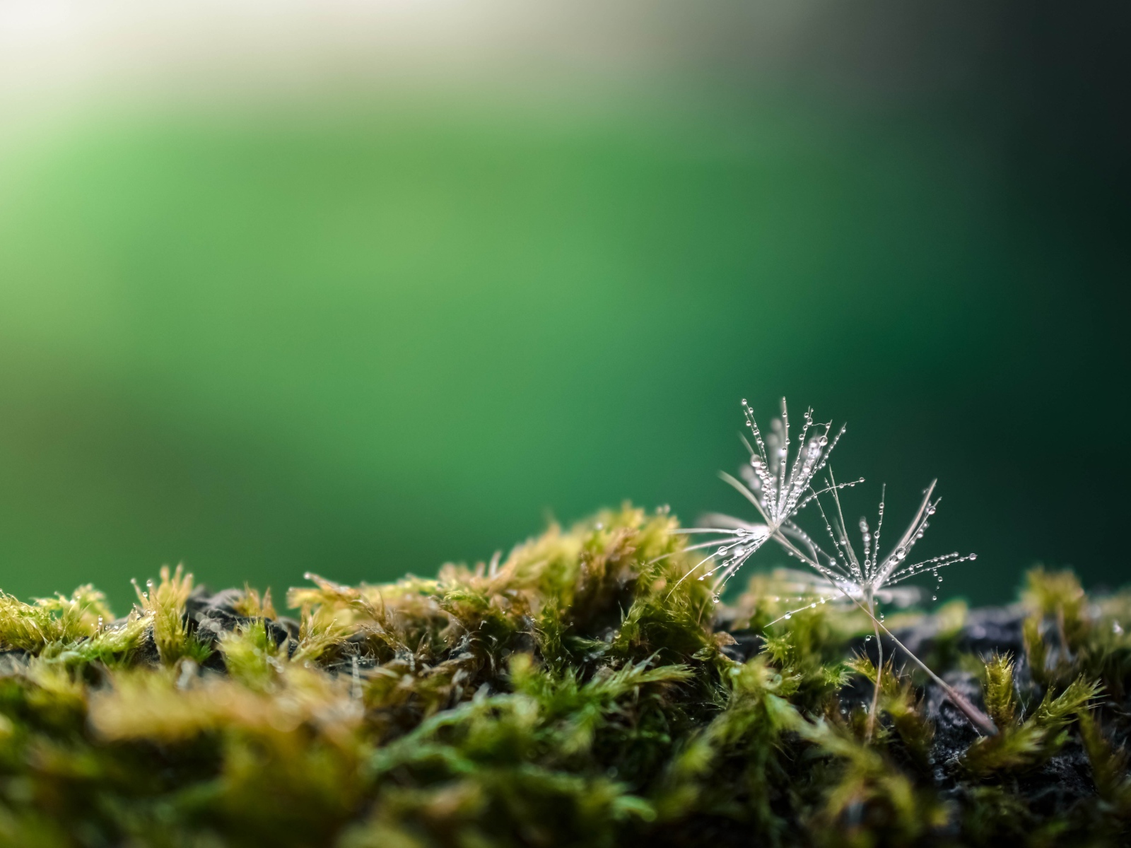 Белые семена одуванчика на покрытой мхом земле