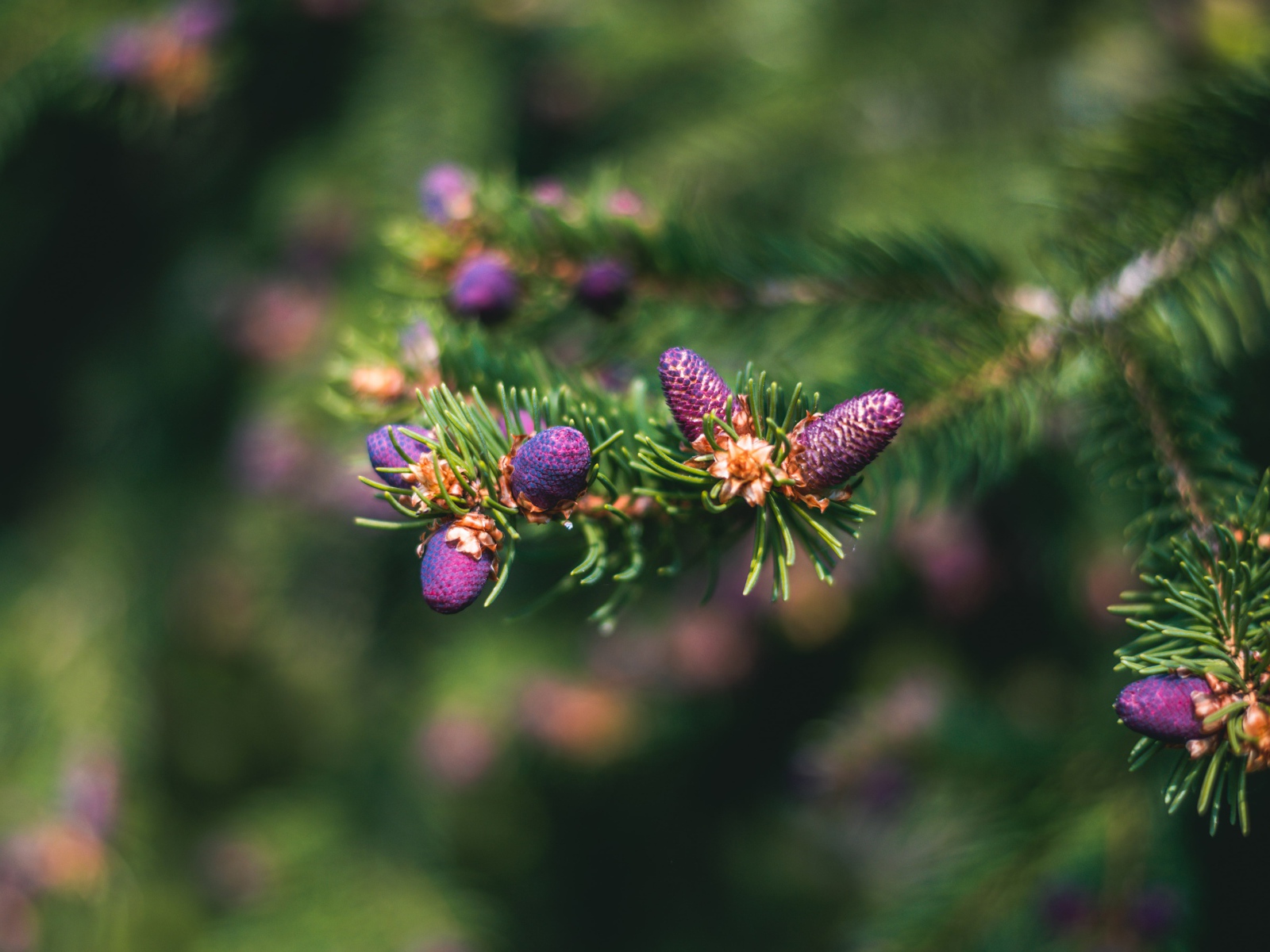 Молодые шишки на зеленой колючей ветке ели
