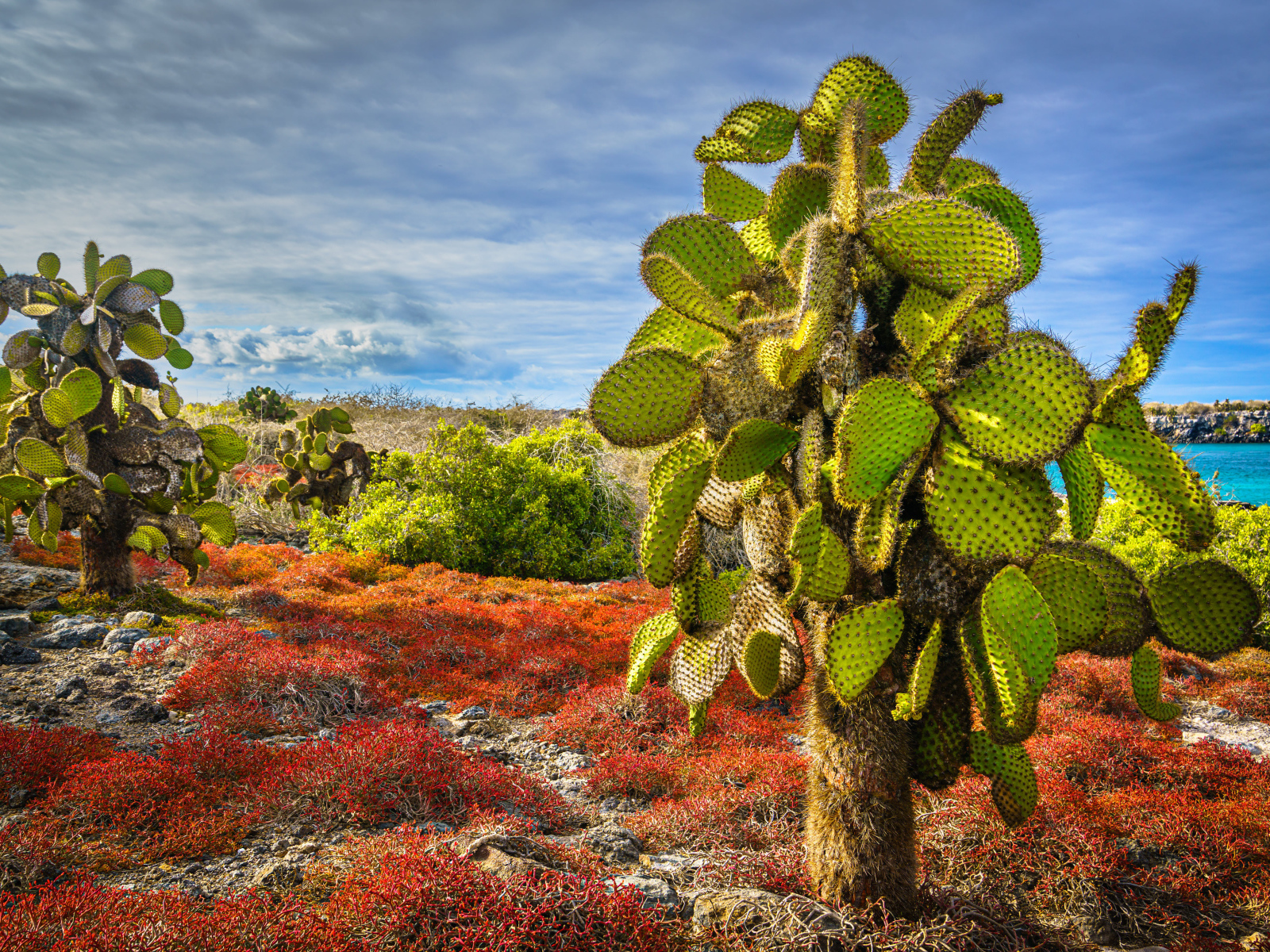 Большой колючий зеленый кактус на берегу моря
