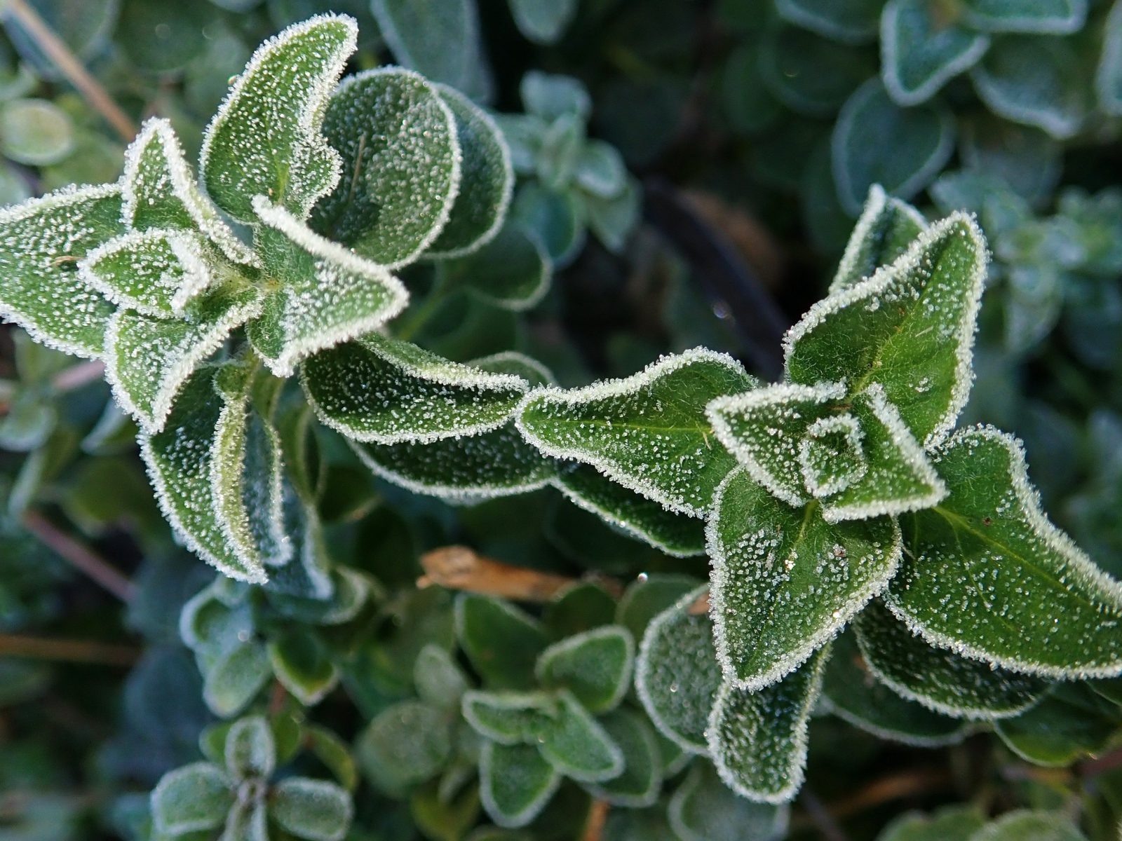 Покрытые инеем зеленые растения