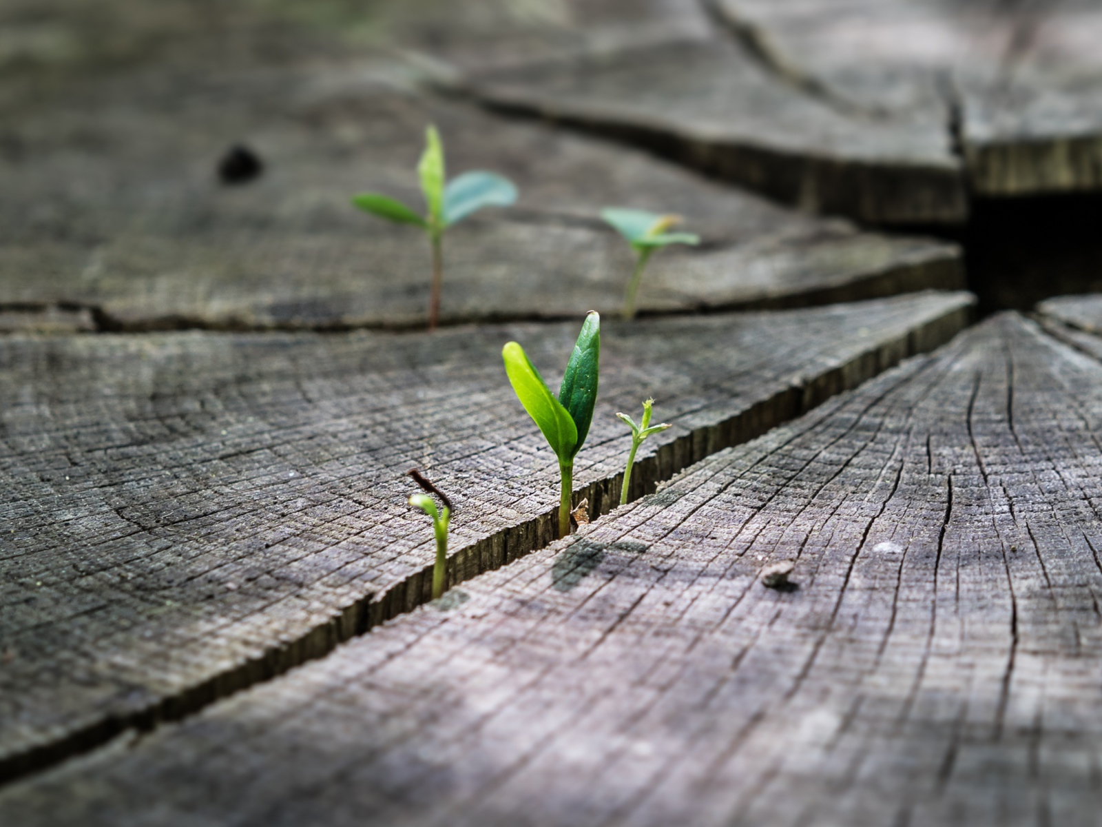 Зеленые ростки пробиваются на сухом пне